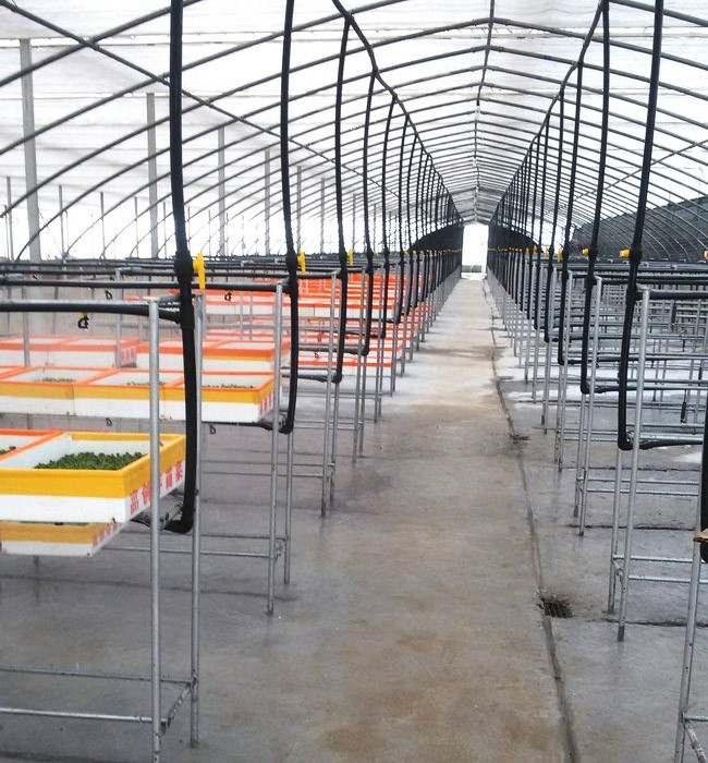 芽苗菜生長必須的條件有哪些？